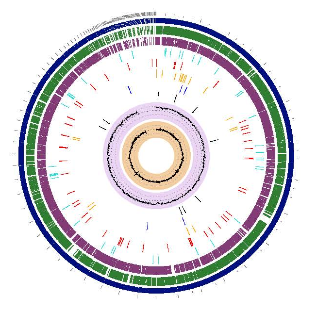 临床分离两株萜烯诺卡菌的分子鉴定及基因组特征分析(图4)